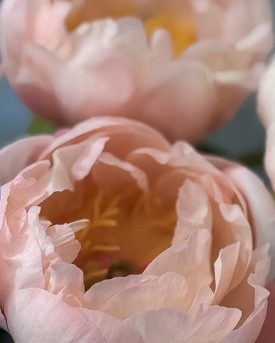 A close-up photograph of pale blush pink King's Day peony flowers with soft layered petals and a warm yellow-orange center, set against a softly blurred blue background.