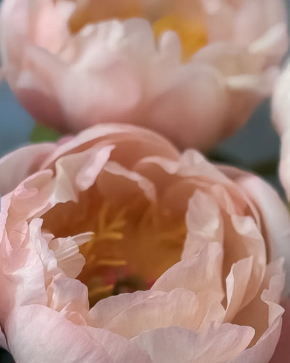 A close-up photograph of pale blush pink King's Day peony flowers with soft layered petals and a warm yellow-orange center, set against a softly blurred blue background.