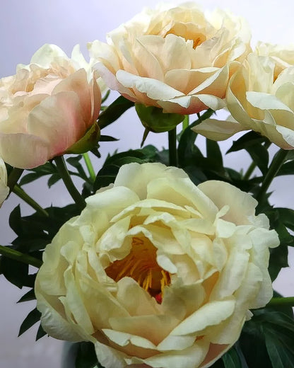 A close-up of pale cream King's Day peony flowers with soft pink blush and green leaves, photographed against a light neutral background.