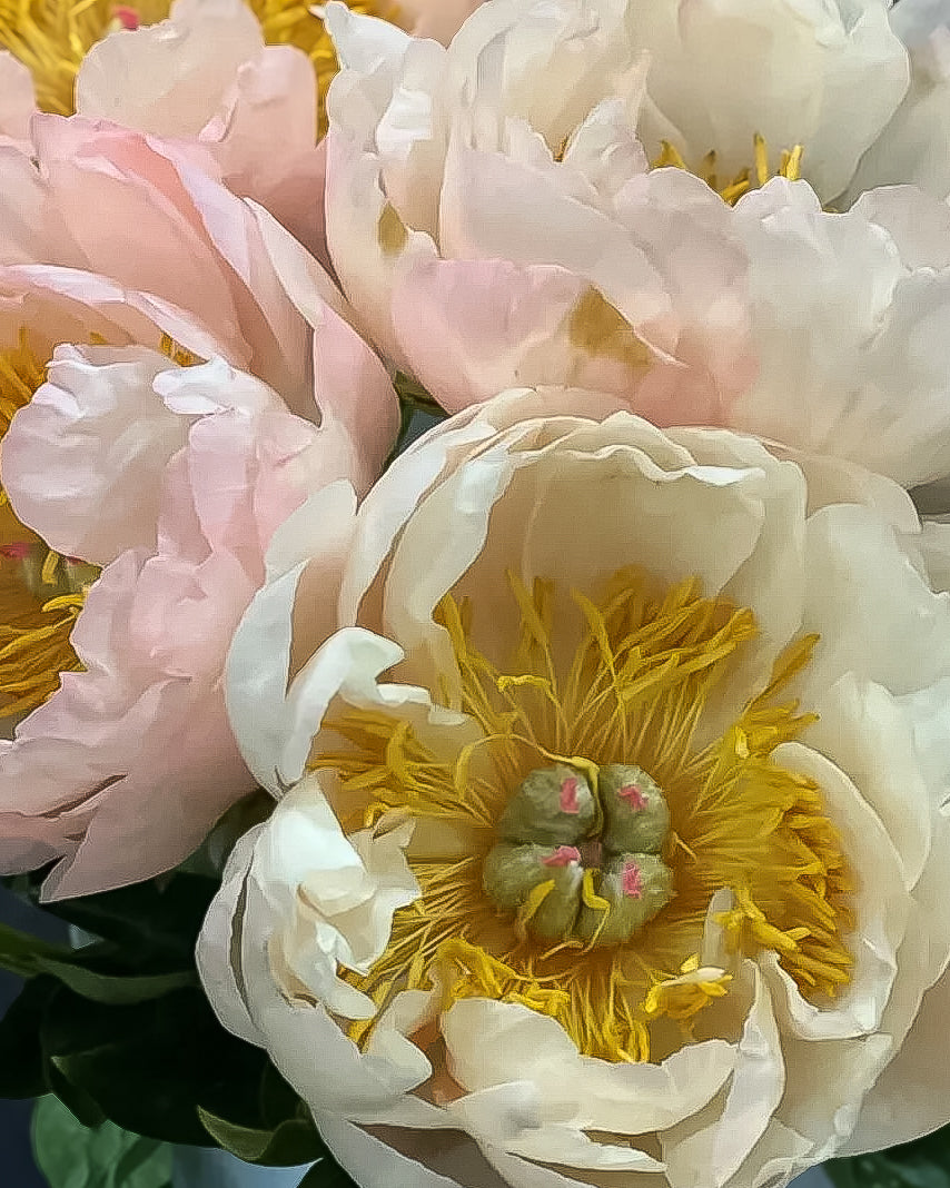 A close-up of artificial King's Day peony flowers, featuring large cream and pale pink blossoms with bright yellow centers and green buds.