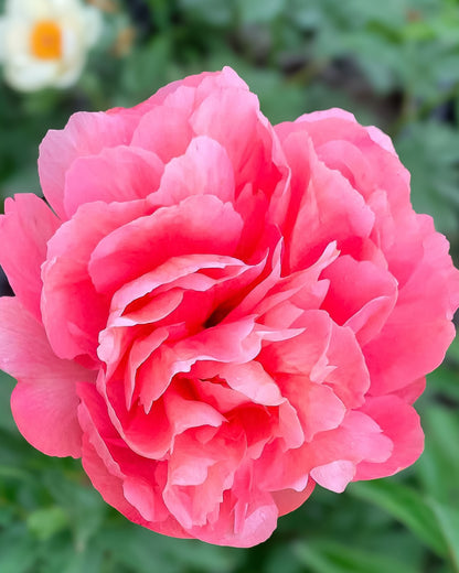 A close-up of a vibrant pink Lorelei peony flower in full bloom, set against a soft-focus background of green foliage.