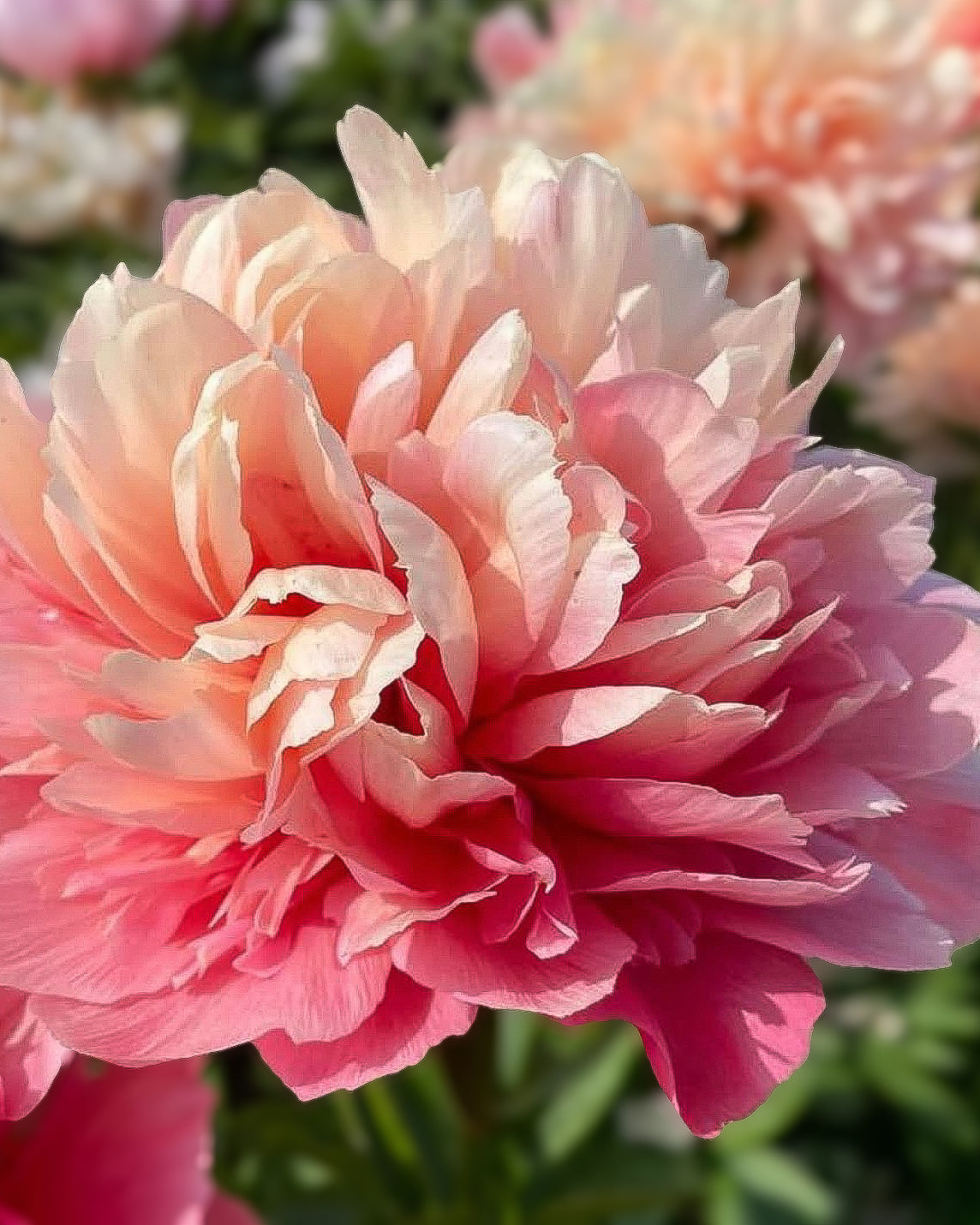 A close-up of a large Lorelei peony flower with layered ruffled petals in soft peach, pink, and white, with blurred green foliage and another flower in the background.