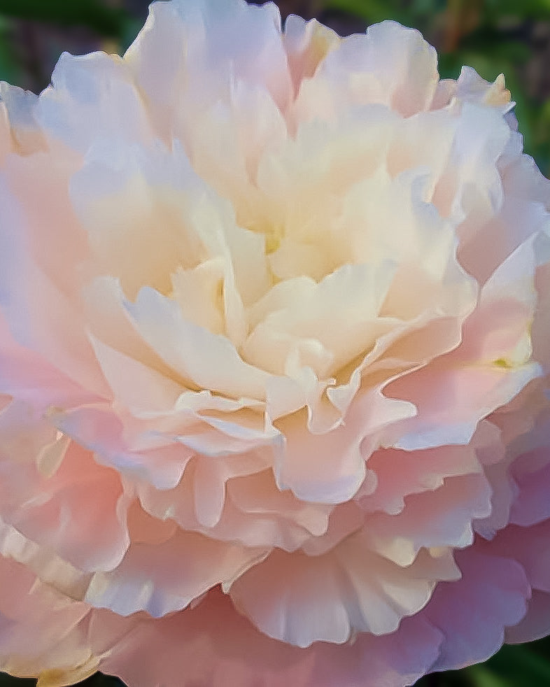 A close-up of a large layered Nancy Nicholls peony flower with soft ruffled petals in pale cream, blush pink, and light lavender tones against a blurred green background.