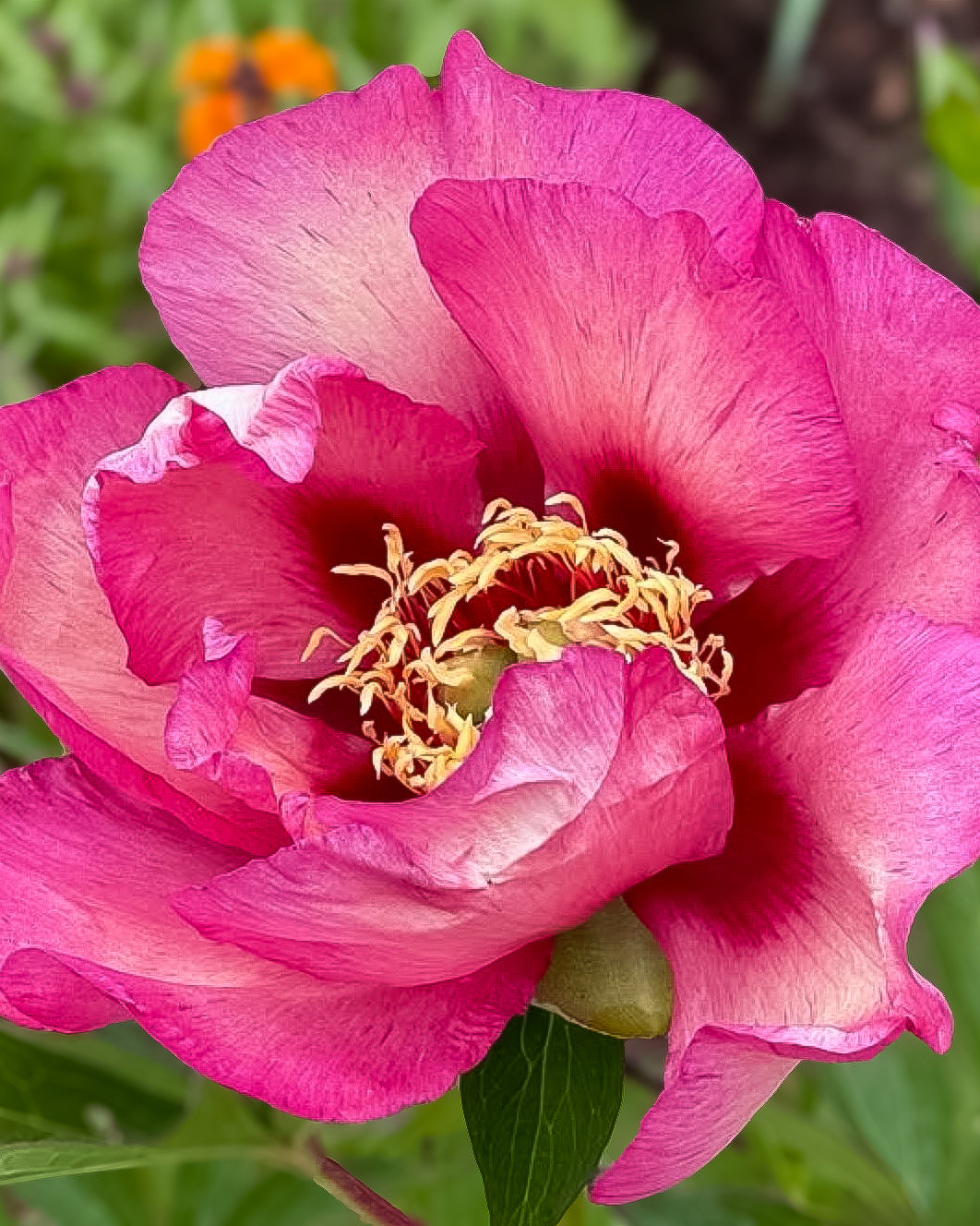 Picture of a single Old Rose Dandy peony pink bloom against green foliage.