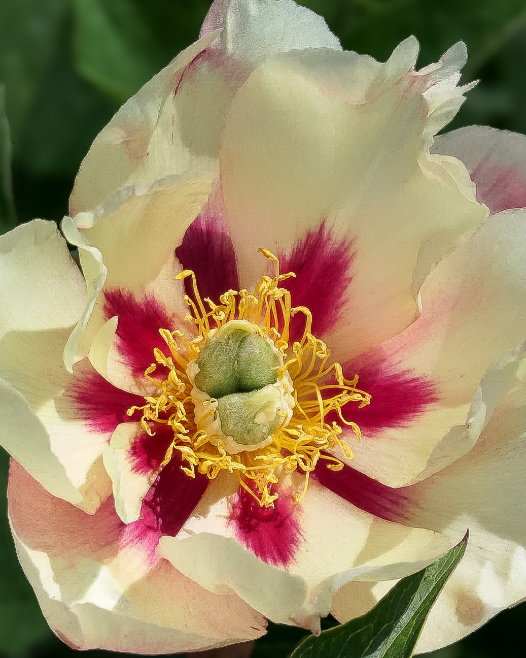 A close-up of a Old Rose Dandy peony flower with creamy off-white petals, deep magenta-purple star-like centers, and a bright yellow stamen cluster, set against a soft blurred green background.
