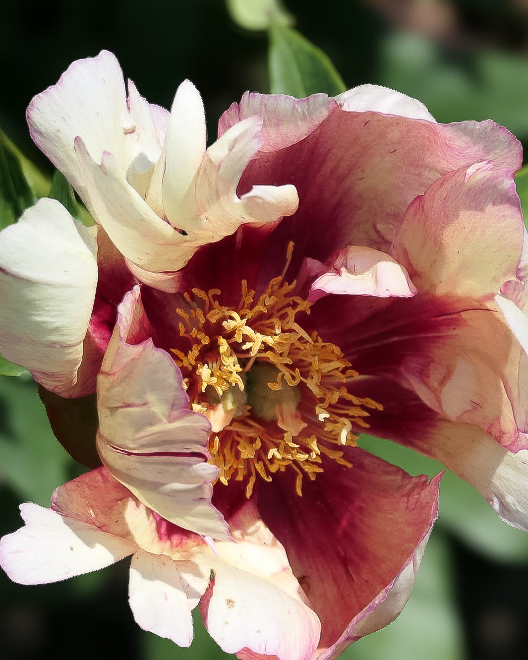 A close-up of a Old Rose Dandy peony flower with layered cream and deep burgundy petals, featuring a prominent golden-yellow center surrounded by soft green foliage in the background.