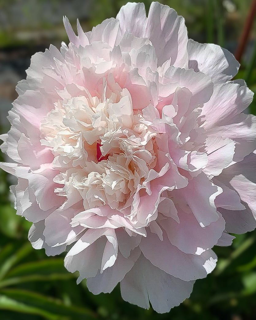 Single pink Pecher / Noemie Demay peony bloom against green foliage.