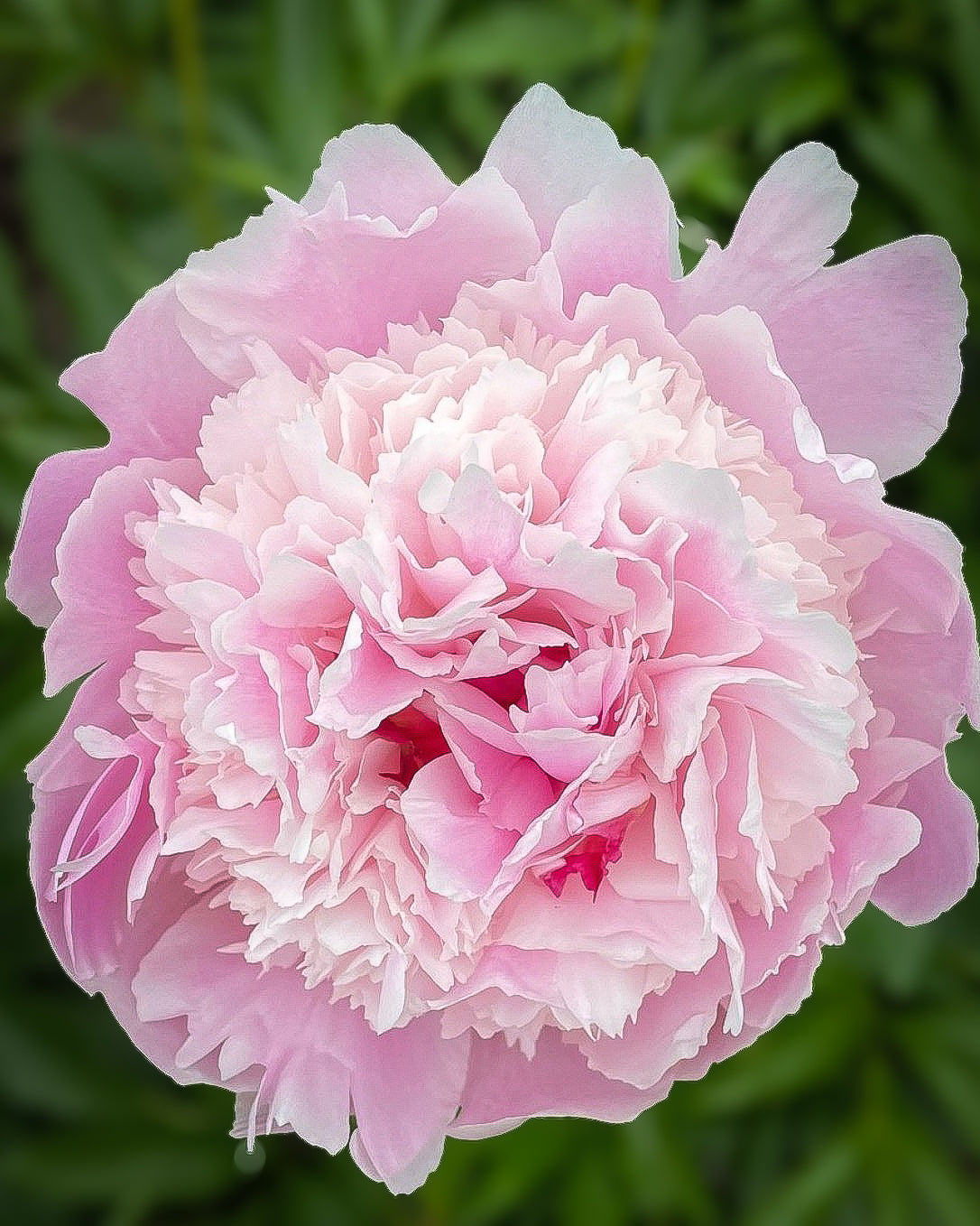 A close-up of a blooming pink Pecher / Noemie Demay peony flower with layered ruffled petals, set against a soft blurred green foliage background.