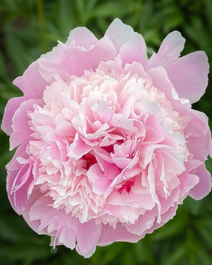 A close-up of a blooming pink Pecher / Noemie Demay peony flower with layered ruffled petals, set against a soft blurred green foliage background.