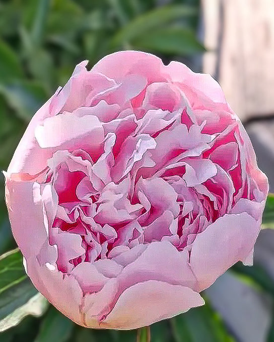 A close-up of a blooming pink Pecher / Noemie Demay peony flower with layered ruffled petals, set against a soft blurred background of green leaves and light wood.