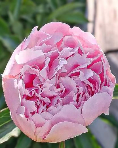A close-up of a blooming pink Pecher / Noemie Demay peony flower with layered ruffled petals, set against a soft blurred background of green leaves and light wood.