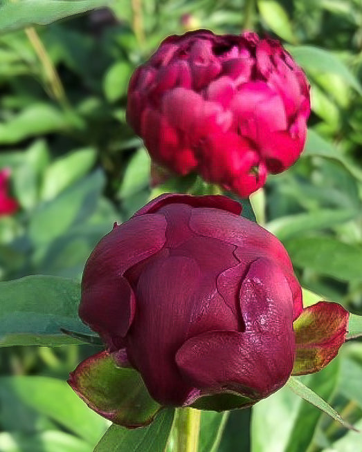 Two dark burgundy Peter Brand peony flower buds with green leaves, photographed outdoors against a soft green blurred background.