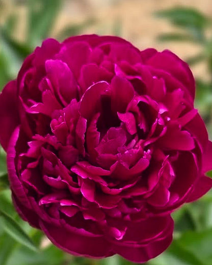 A close-up of a deep magenta Peter Brand peony flower with tightly packed ruffled petals, set against a soft blurred background of green leaves and tan soil.