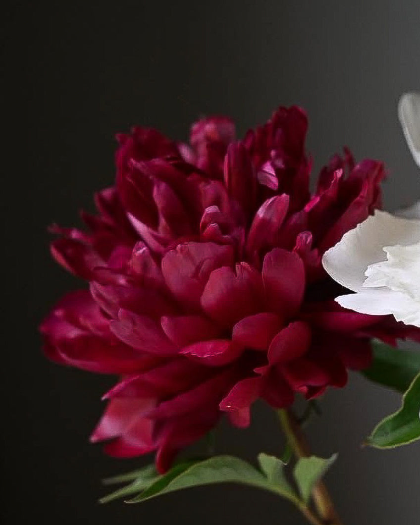 A close-up of a deep burgundy Peter Brand peony flower with green leaves, next to a partially visible white flower, set against a dark gray background.