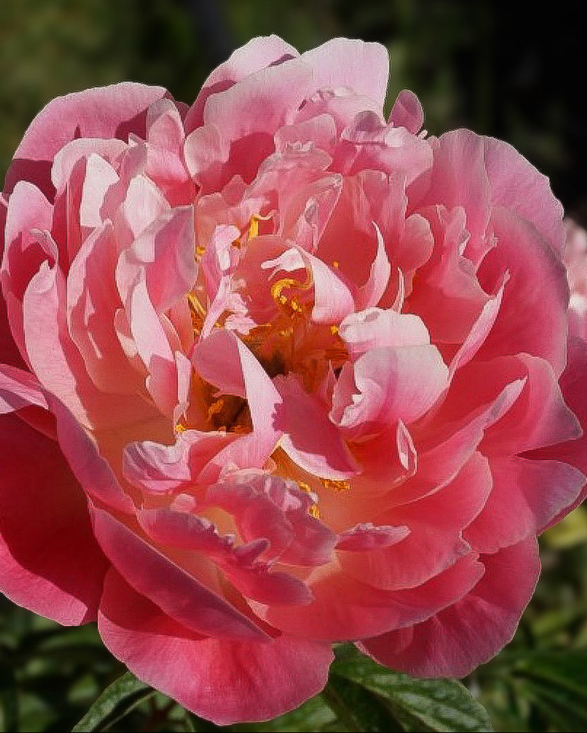 A close-up of a blooming Pink Hawaiian Coral peony flower with layered ruffled petals and a yellow-orange center, photographed outdoors against a blurred green background.
