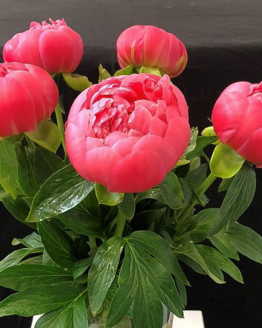 A close-up of a potted Pink Hawaiian Coral peony plant with a large, vibrant pink blooming flower in the center, surrounded by other pink buds and lush green leaves against a dark background.