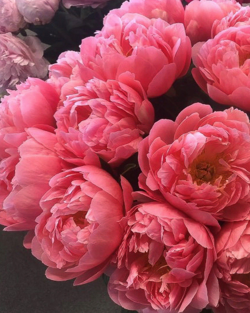A close-up of vibrant Pink Hawaiian Coral peony flowers with layered, ruffled petals, filling the frame against a dark background.