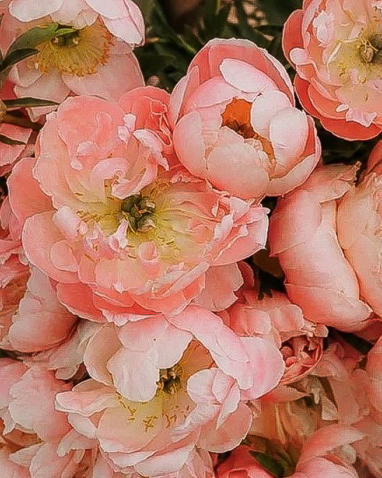 A close-up of soft Pink Hawaiian Coral peony-like flowers with layered petals and yellow-green centers, filling the frame.