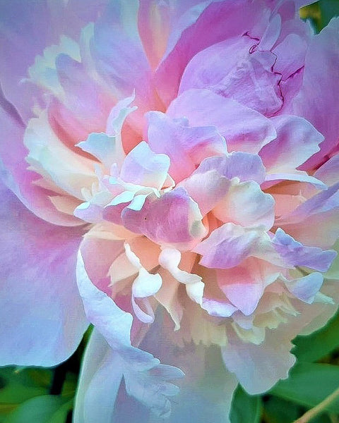 Raspberry Sundae Peony Root | Pink Peony – The Dahlia House