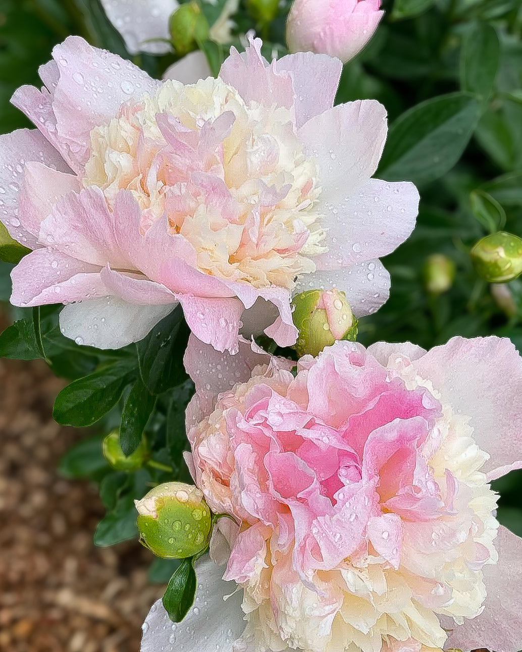 Close-up of two ruffled Raspberry Sundae peony flowers in soft pink and creamy white, with water droplets on the petals and green foliage in the background.