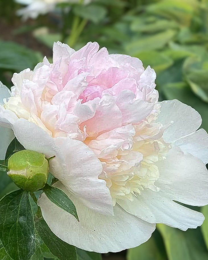 A close-up of a blooming Raspberry Sundae peony flower with layered white and pale pink petals, surrounded by green leaves and a small green bud, set against a softly blurred garden background.