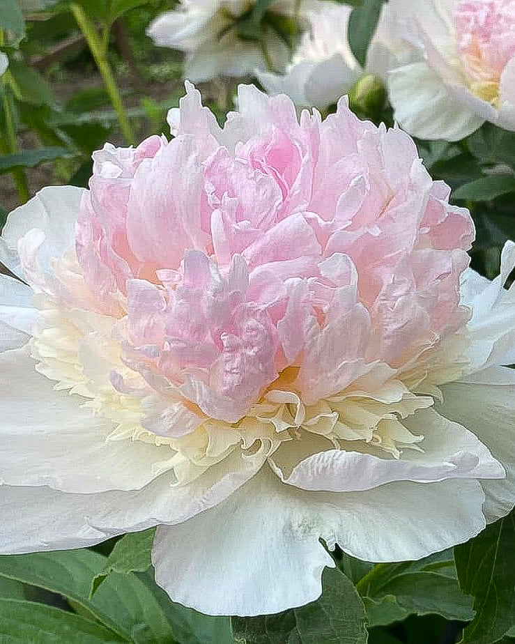 A close-up of a large pink and white Raspberry Sundae peony flower in full bloom, surrounded by green foliage.
