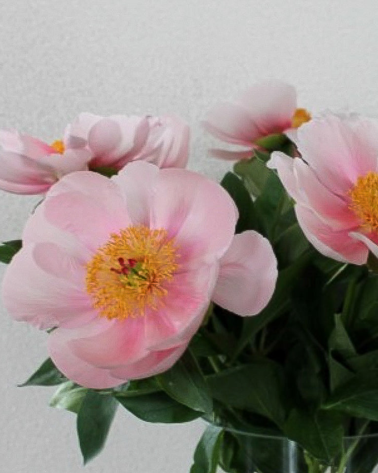 Pink Soft Salmon Saucer peony flowers with yellow centers and green leaves, arranged in a clear vase against a light gray wall.