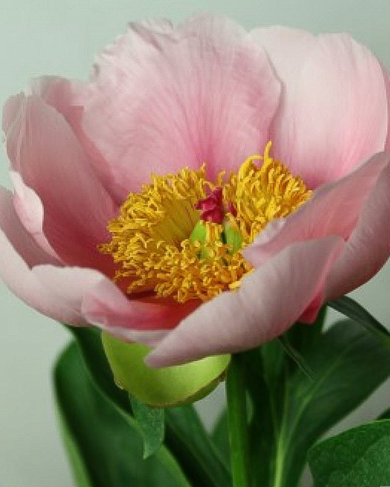 A close-up of a light pink Soft Salmon Saucer peony flower with a bright yellow center and green leaves below, set against a soft pale green background.