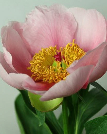 A close-up of a light pink Soft Salmon Saucer peony flower with a bright yellow center and green leaves below, set against a soft pale green background.