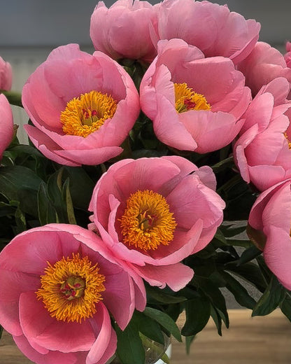 A close-up of a bouquet of blooming pink Soft Salmon Saucer peonies with bright yellow centers and green leaves.