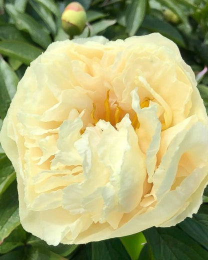 A close-up of a pale creamy yellow Sunny Girl peony flower in full bloom, surrounded by dark green leaves and buds.