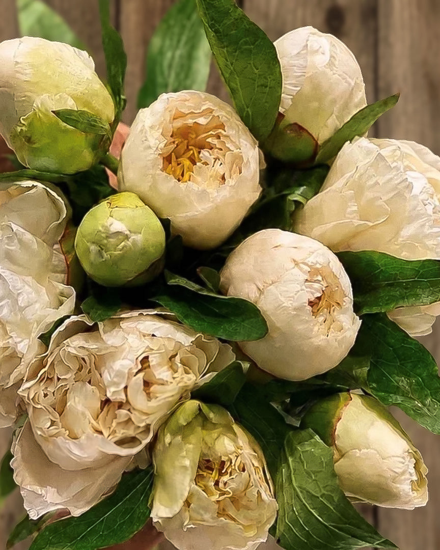 A bunch of yellow Sunny Girl peony buds in an arrangement