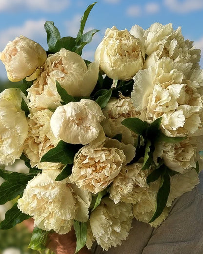 A close-up of a bouquet of large cream Sunny Girl peony flowers with green leaves, held outdoors against a blue sky background.