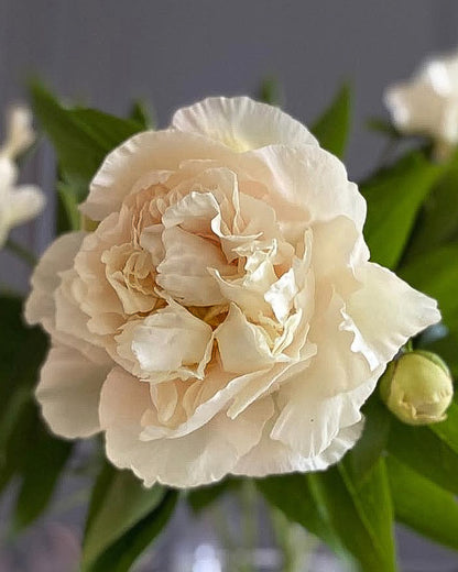 A close-up of a large cream-colored Sunny Girl peony flower with layered ruffled petals, surrounded by green leaves and a small bud, against a soft gray background.