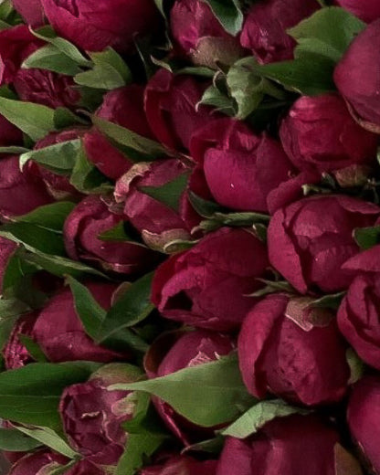 A close-up of a dense arrangement of dark burgundy White Cap peony buds with green leaves.
