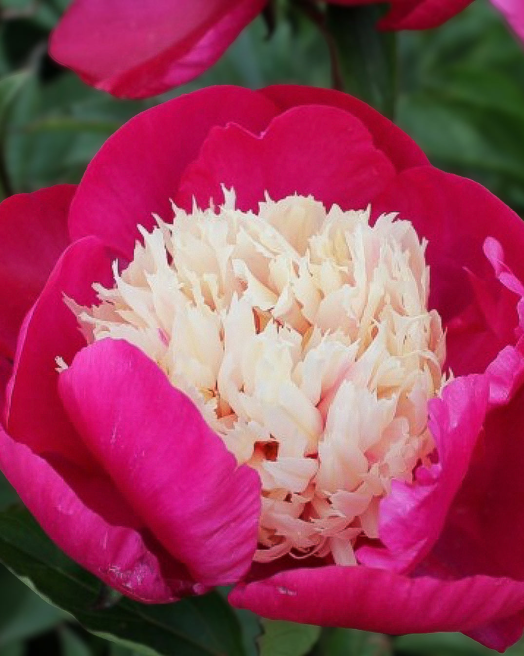 A close-up of a vibrant magenta White Cap peony flower with a dense center of pale cream stamens, set against a soft-focus background of green leaves and another pink flower.