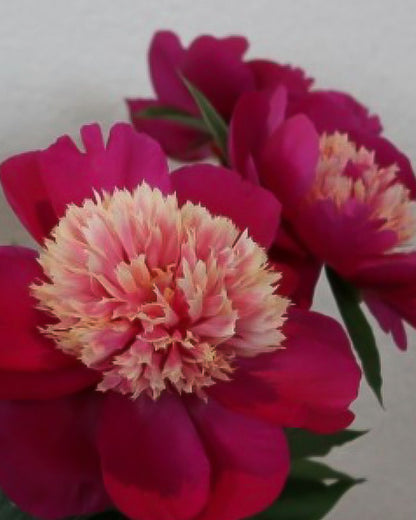 A close-up of vibrant magenta and deep pink White Cap peony flowers with ruffled, frilly centers in pale peach and cream, accented by green leaves against a light neutral background.