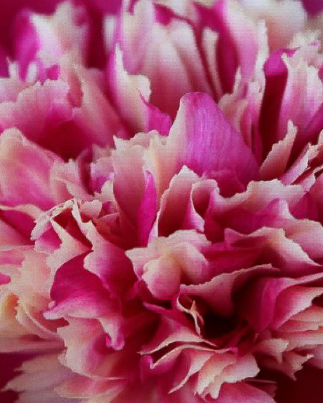 A close-up of a ruffled White Cap peony flower with layered petals in vivid pink and pale blush tones, filling the frame.