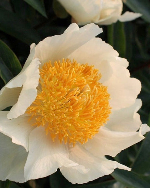 White peony flower with a yellow center on a dark background