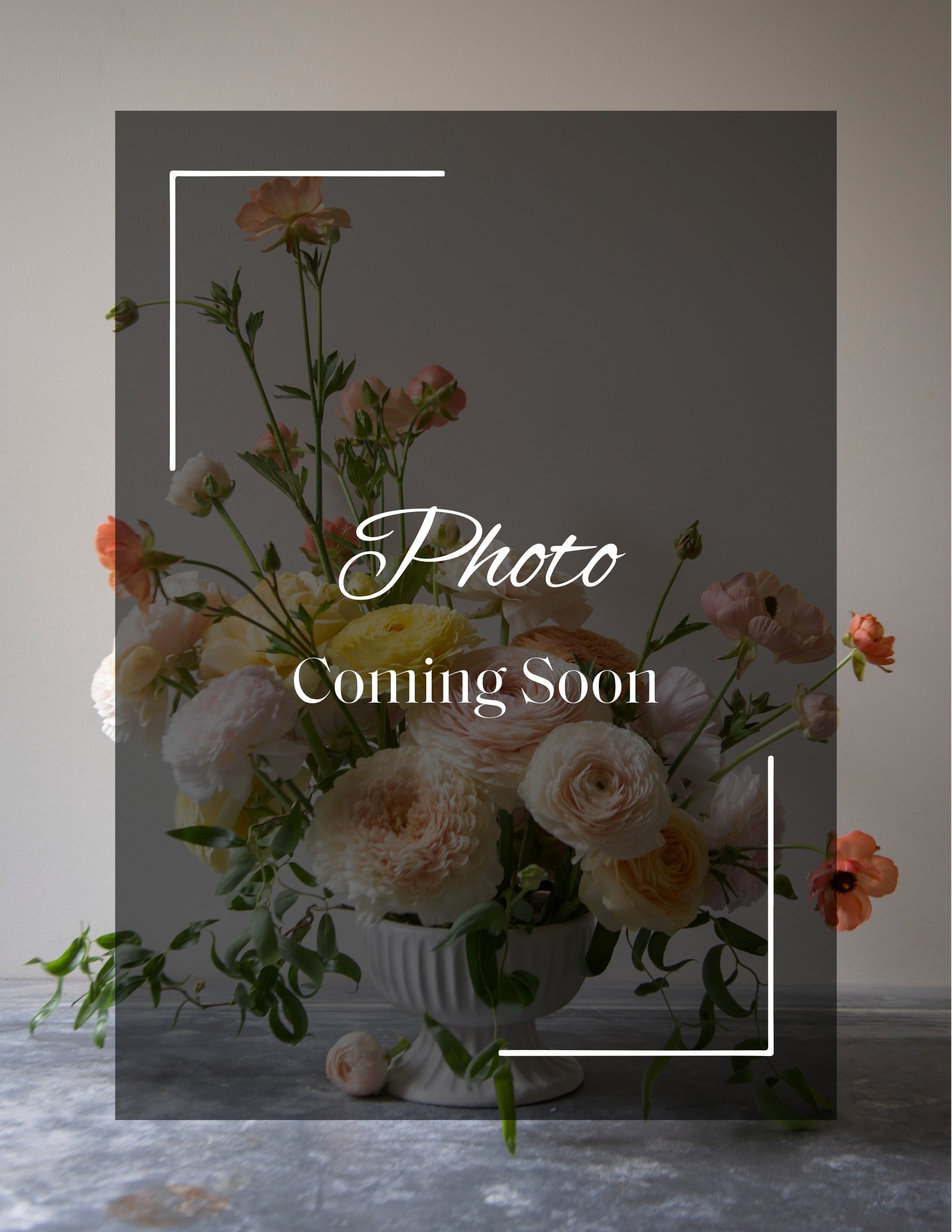 Lee's Apricot Fizz (Cutting) – The Dahlia House