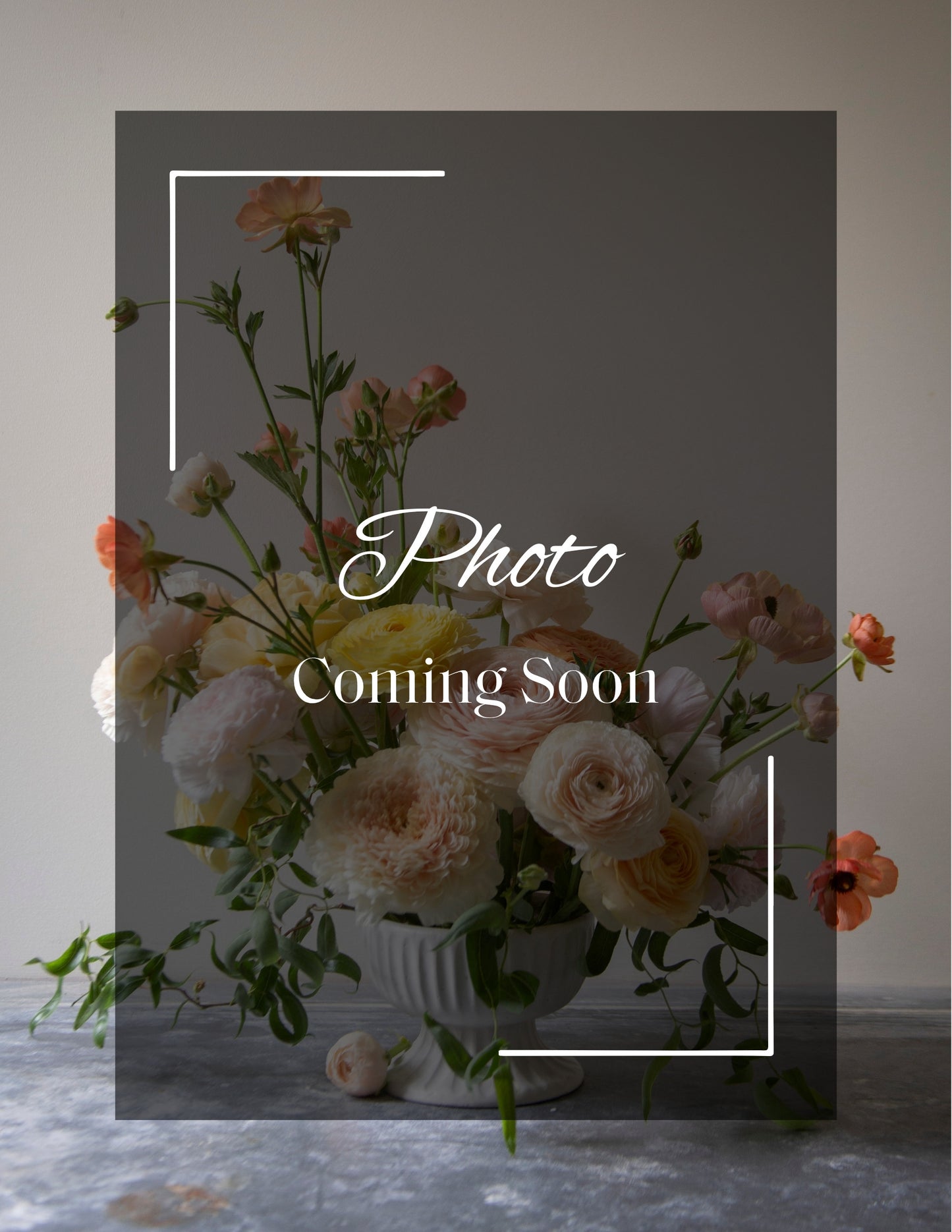 Butterfly Ranunculus Melissa