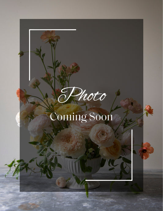 Butterfly Ranunculus Dione