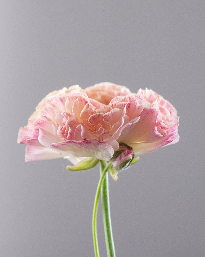 Italian ranunculus Sfumato pink picot flower