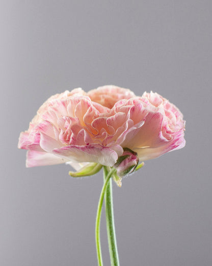 Italian ranunculus Sfumato pink picot flower