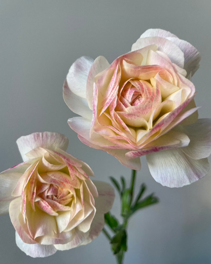 Picotee edged Italian ranunculus Sfumato