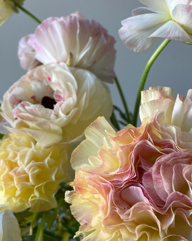 Ruffled Italian ranunculus Sfumato