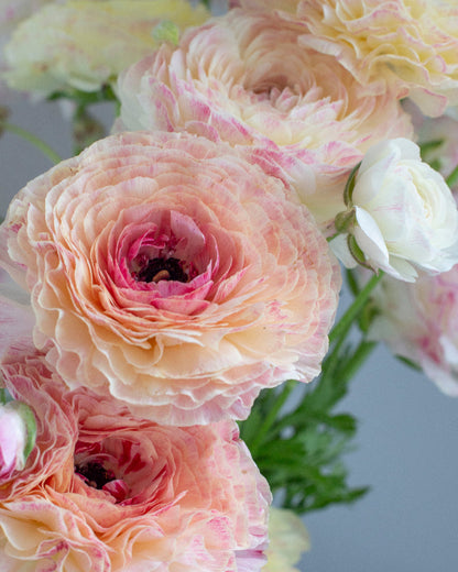 Ruffled Italian ranunculus Sfumato with picotee edges