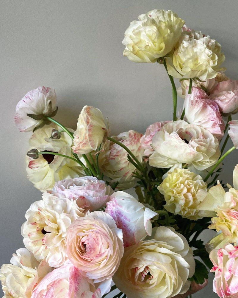 Picotee edged italian ranunculus flower blooms in pink and cream