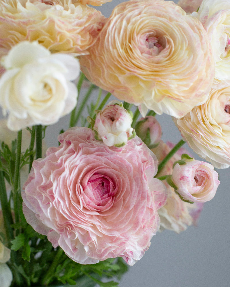 Pink and cream Italian ranunculus with picotee edging