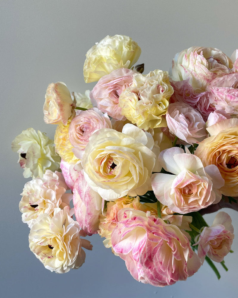 A bouquet of pastel-colored ranunculus flowers.
